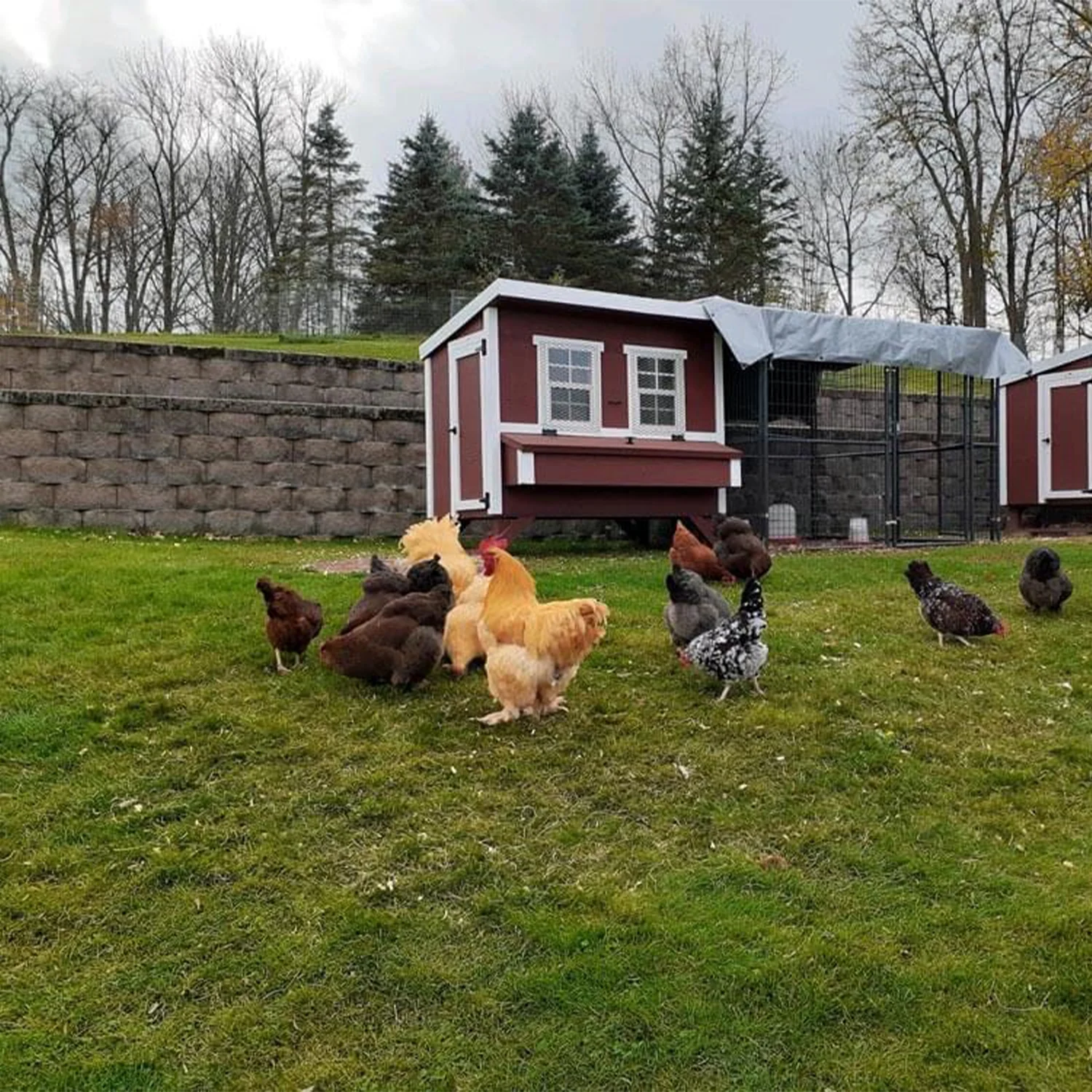 OverEZ Chicken Coop - Large | Hatching Time